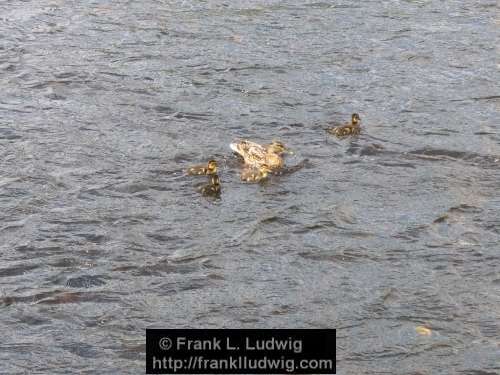 Duck Family